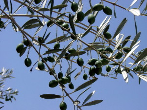 800px-Olive_branch