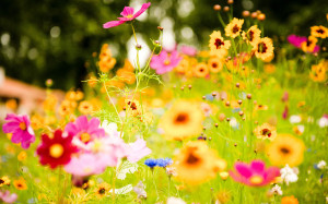 vivid_flowers-wide